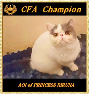 IMG_0554_1.JPG - 40,503BYTES