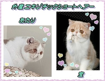 IMG_ATARI_400.JPG - 43,343BYTES