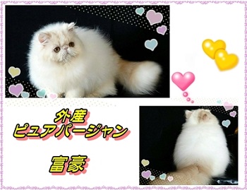 IMG_PPJ_400.JPG - 41,002BYTES